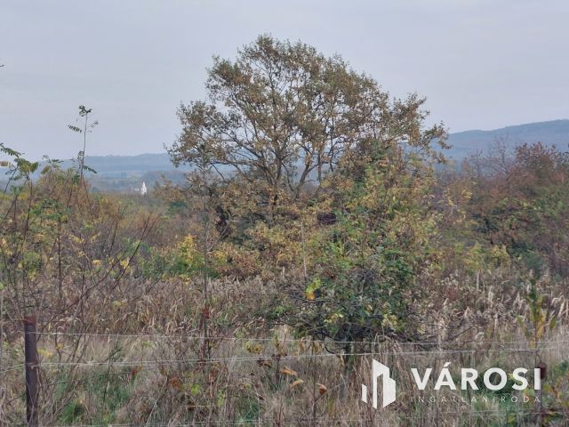 Bazsi szőlő hegyen 1,75 ha terület lakóépülettel eladó