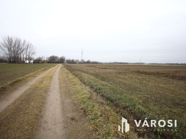 Balástya környékén szántóföld eladó